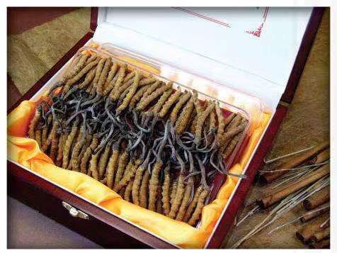 武昌冬虫夏草回收